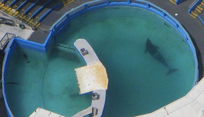 Lolita Has Spent 45 Years In America's Tiniest Orca Tank - The Dodo