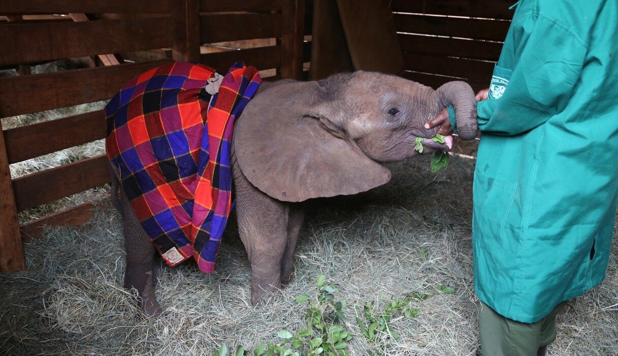 3 Elephant Victims We Can Never The Dodo