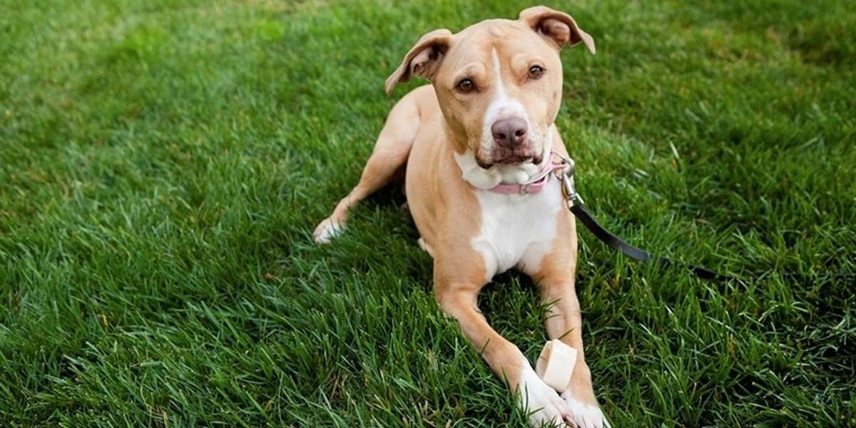 Dog Breed Bans Don't Work And We're Moving Past Them The Dodo