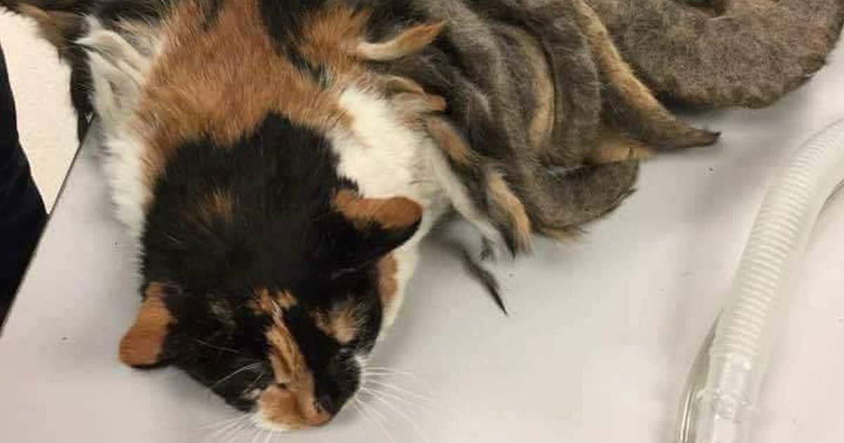 Cat With Dreadlocks Loses 2 Pounds Of Fur The Dodo