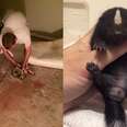 Family Tears Down Its House To Save Baby Skunks Trapped Underneath