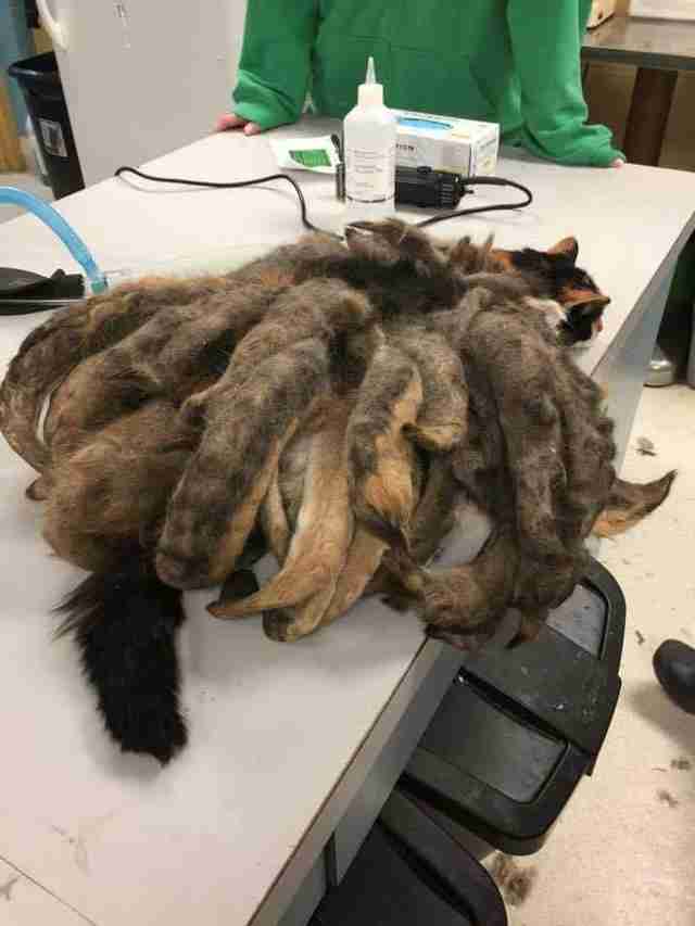 Cat With Dreadlocks Loses 2 Pounds Of Fur The Dodo