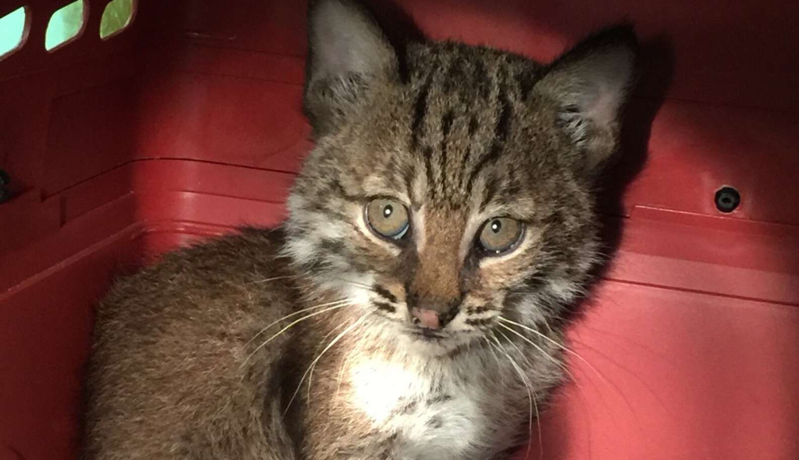 Stray 'Kitten' Rescued From Highway Isn't What She Seems The Dodo