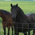 What's Missing In The Horse Meat Conversation