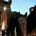 Rescued Wild Horse Herds NEED YOU NOW!