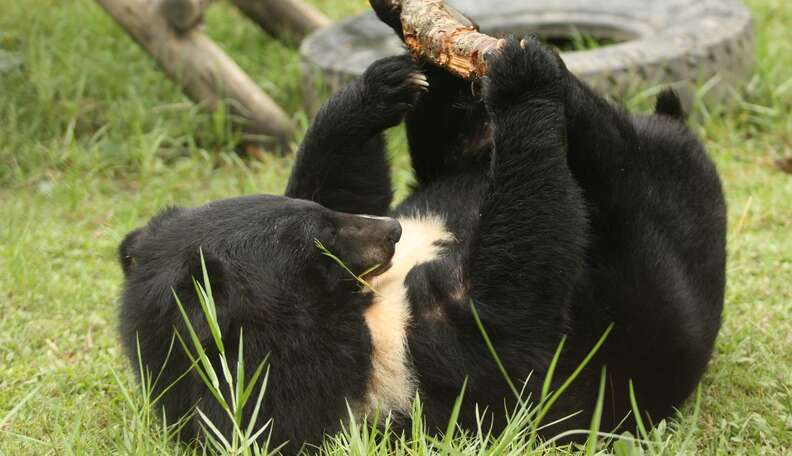 Adorable Rescued Moon Bears Playing Around - The Dodo