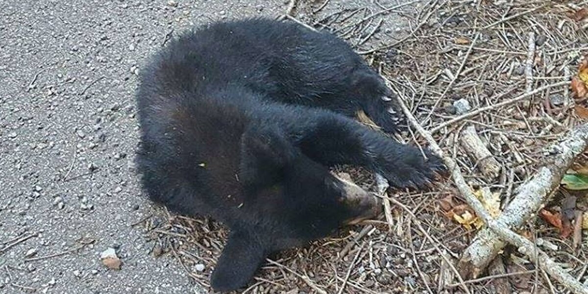 'Dead' Bear Cub Gets Second Chance At Life In The Wild - The Dodo