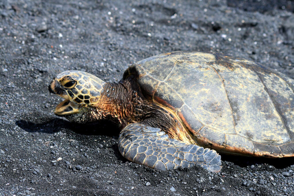 7 Wonderful Things About Sea Turtles We'll Lose If They're Poached ...