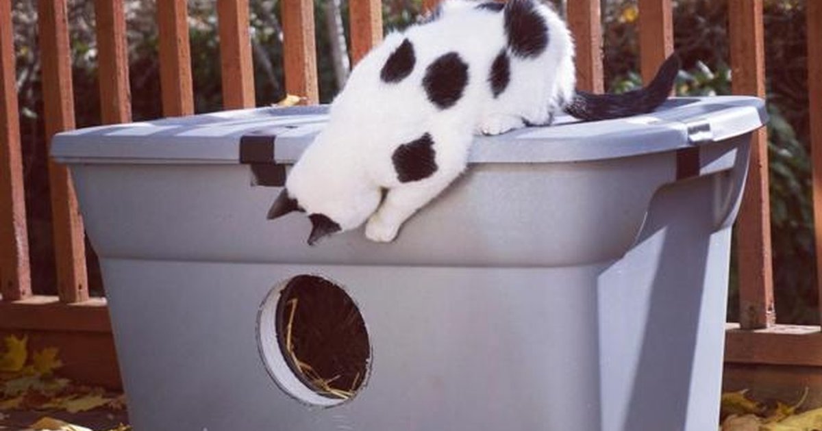 How To Build A Cozy Winter Shelter For Feral Cats The Dodo