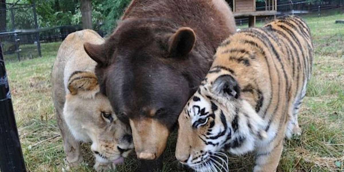 Lion, Tiger And Bear (Oh My!) Are All Real-Life Best Friends - The