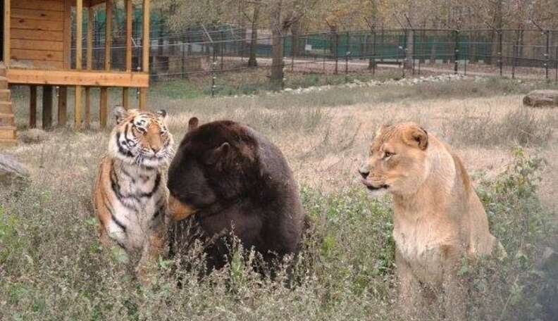 Lion, Tiger And Bear (Oh My!) Are All Real-Life Best Friends - The Dodo