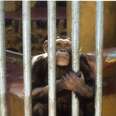 ​We’re Playing The Long Game: Why We Won’t Get Behind Failing Zoos