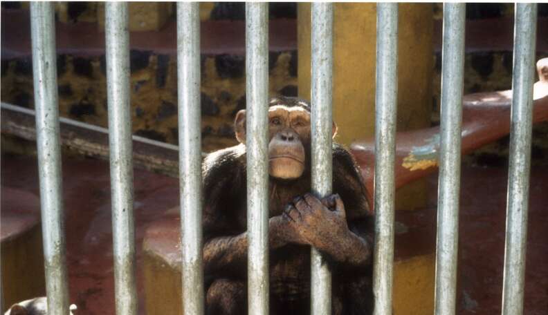 Do zoos help or hurt animals? - Vox