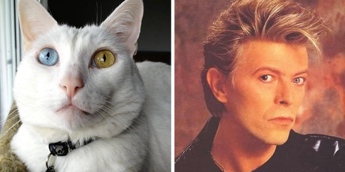 David Bowie s Legacy Lives On In These Perfectly Named Pets The Dodo