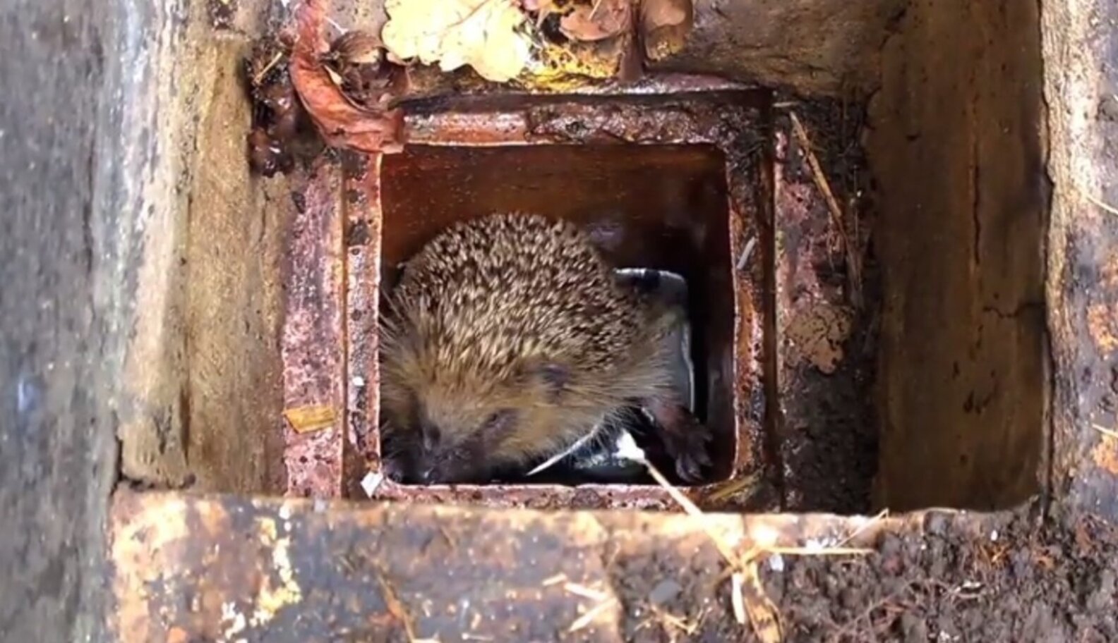 Hefty Hedgehog Pulled Out Of Drainpipe Is Nurtured Back To Health - The ...