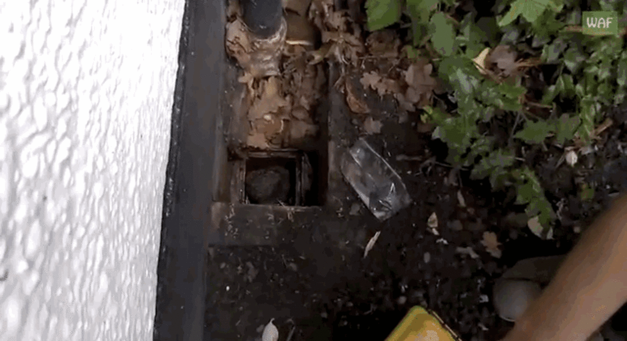 Hefty Hedgehog Pulled Out Of Drainpipe Is Nurtured Back To Health - The ...