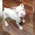 Petland Is Selling This Albino Puppy For $5,500