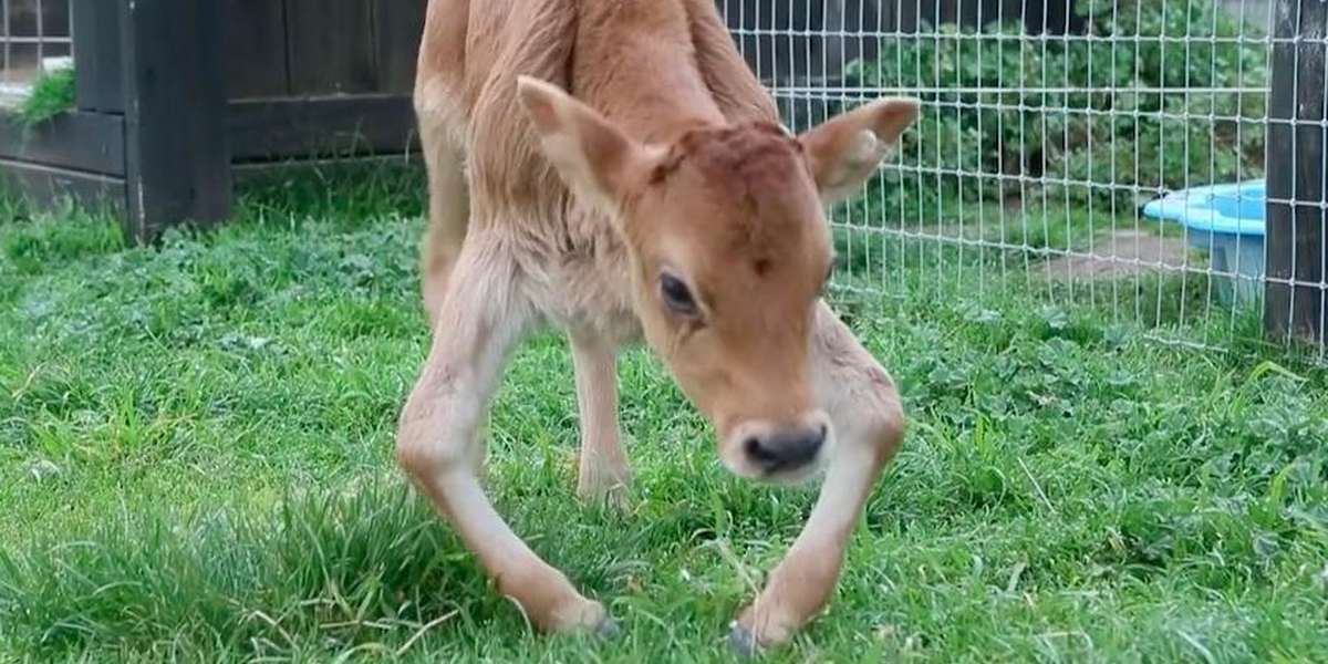 Tiny Calf's Broken Legs End Up Saving Her Life The Dodo