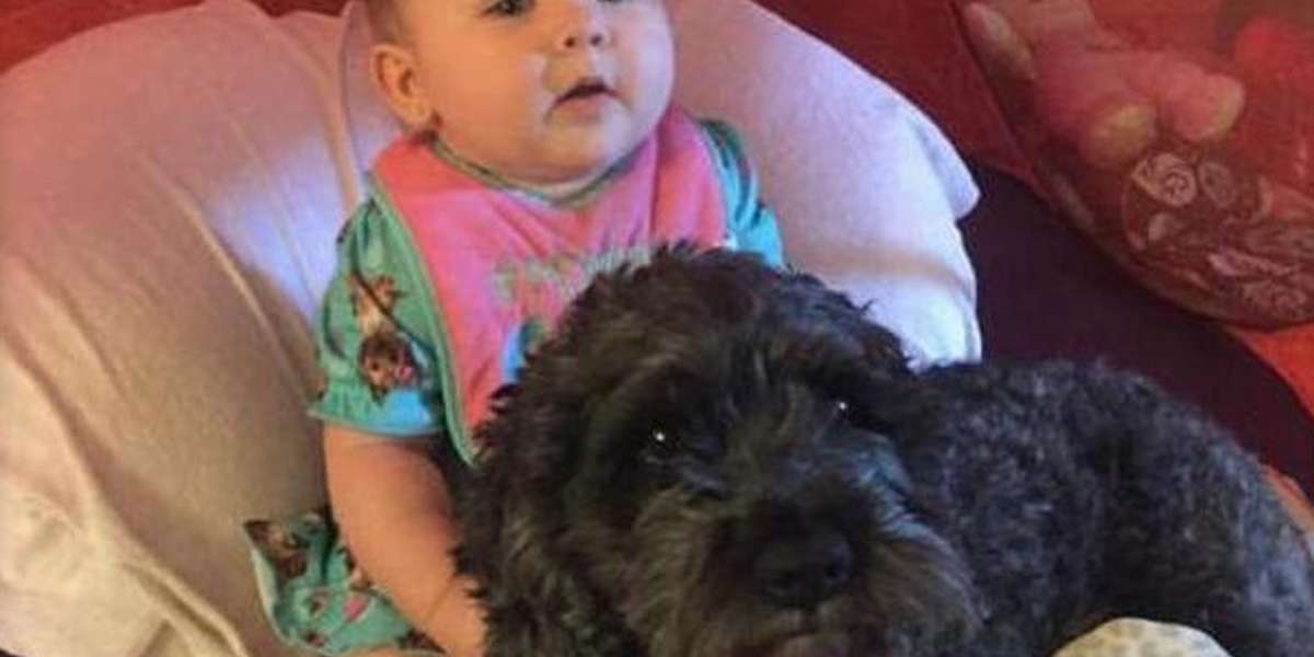 Brave Dog Gives His Life To Shield Baby Trapped In Fire - The Dodo