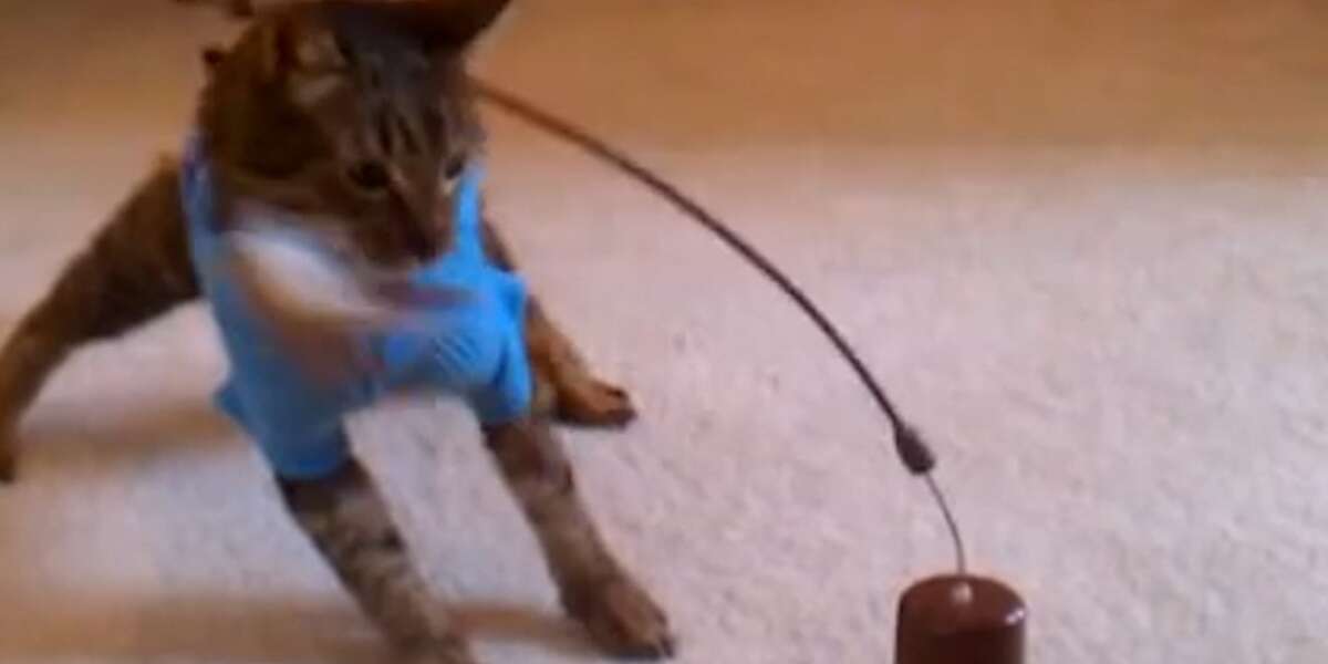 Wobbly Cat Finds The Perfect Mom The Dodo