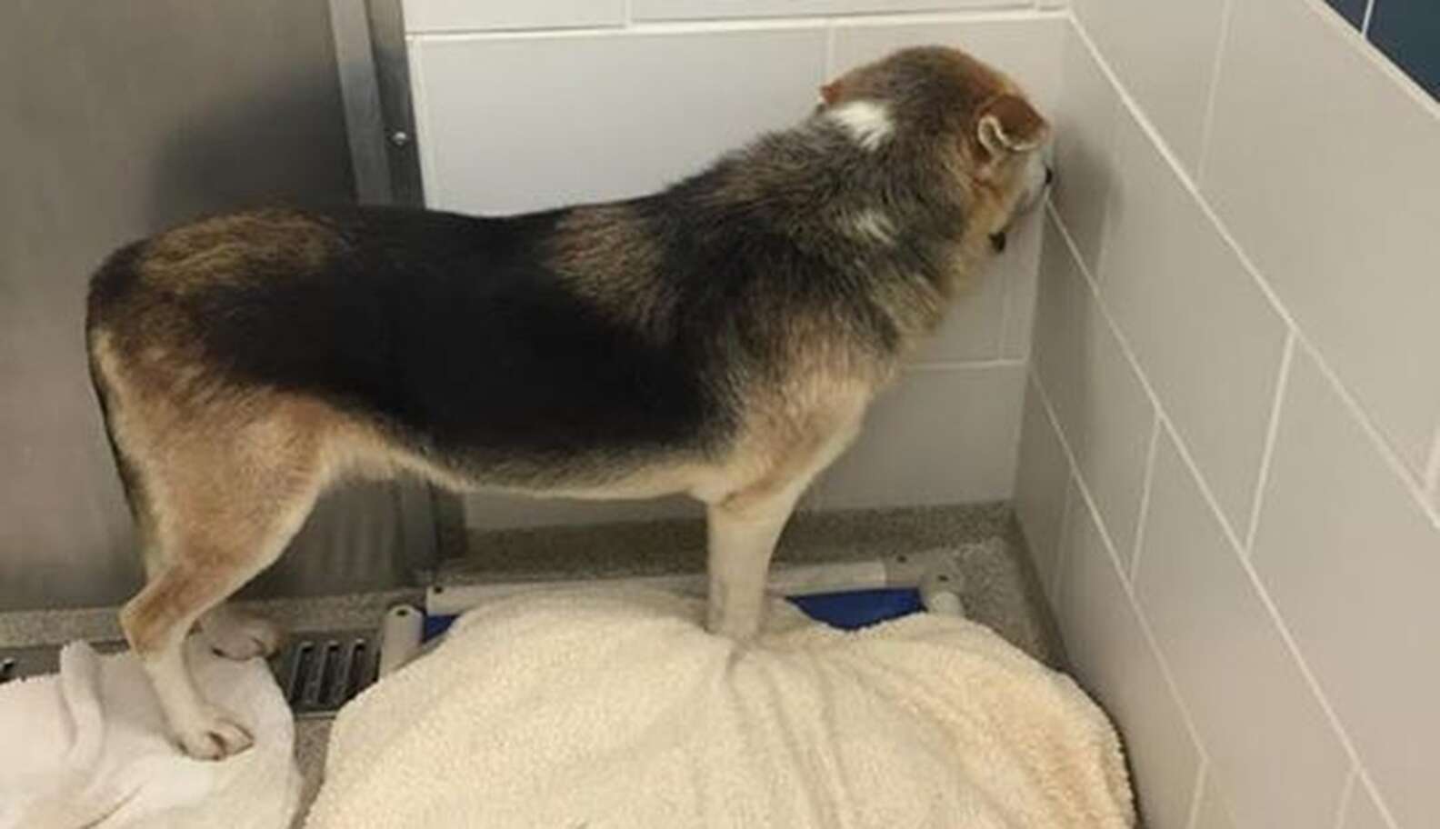 Dog So Scared In Shelter He Won't Even Show His Face - The Dodo