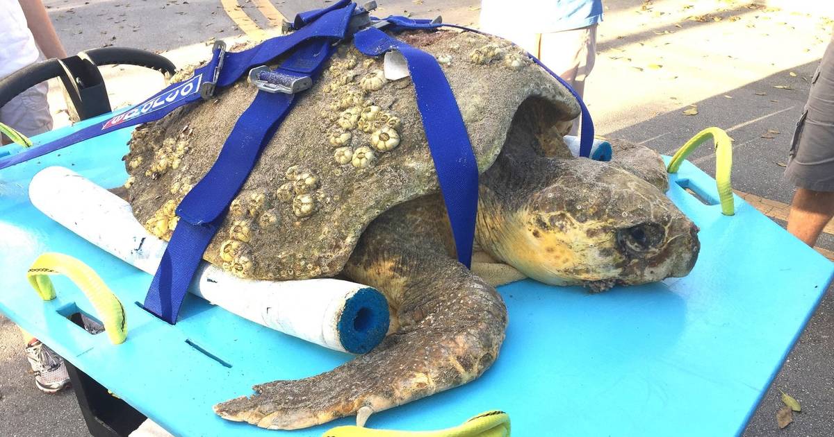 Turtles Line Up For A Scrub When They Notice Lady Has A Brush - The Dodo