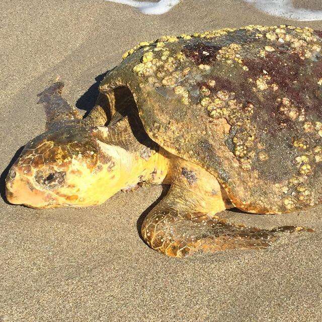 Sick, dehydrated sea turtle washed up on Florida beach