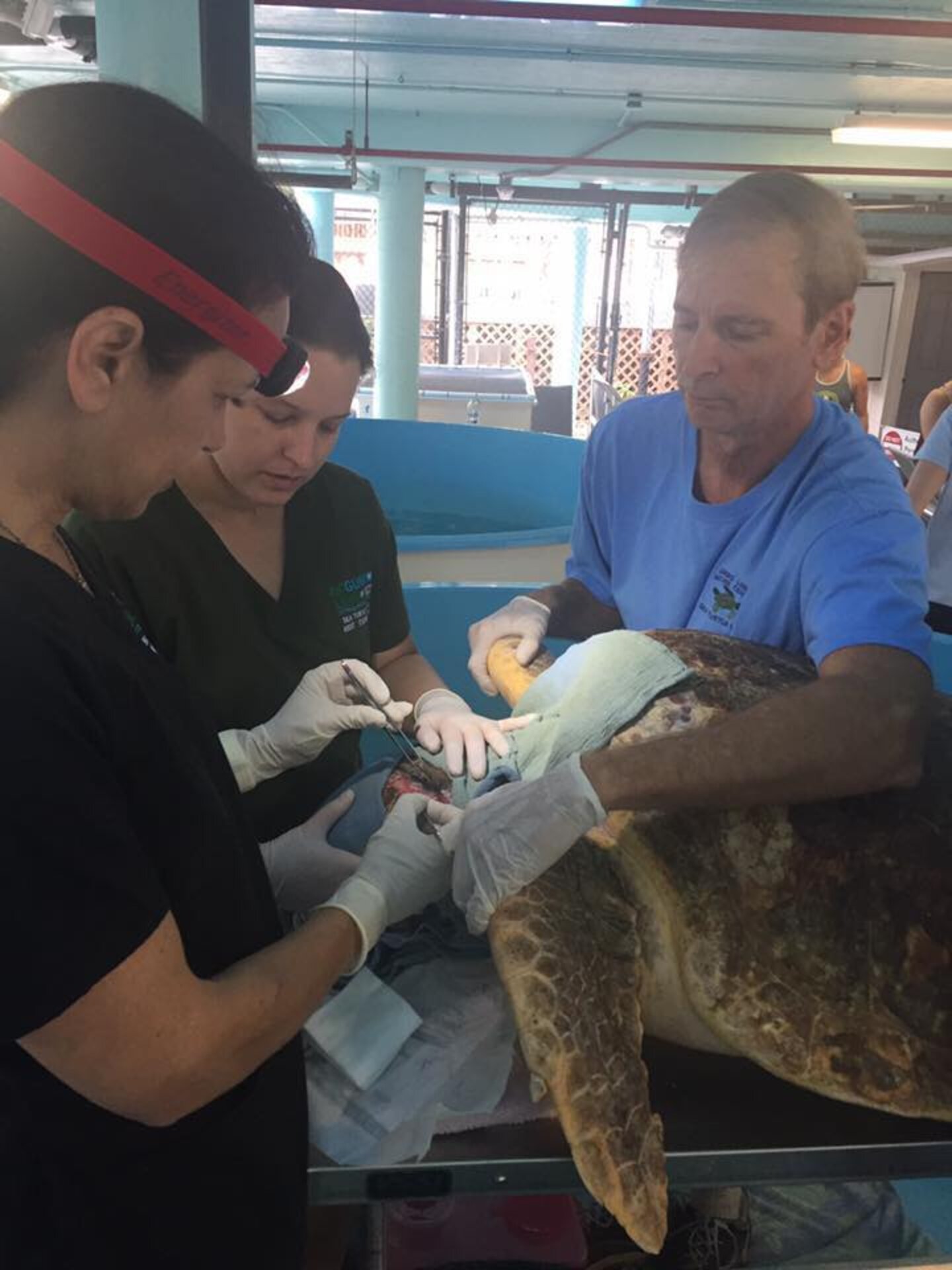 Injured Sea Turtle Rescued By Locals Is Recovering - The Dodo