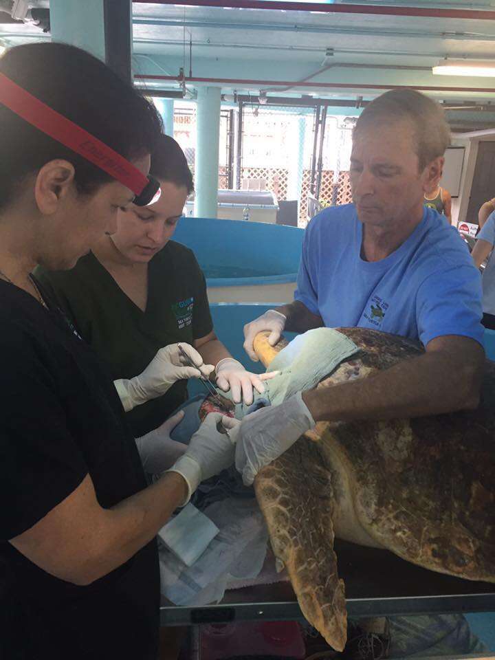 Injured sea turtle gets stitches