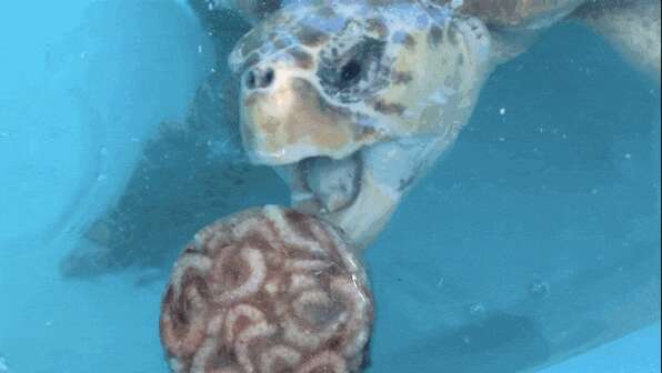 Rescued sea turtle eating shrimp popsicle