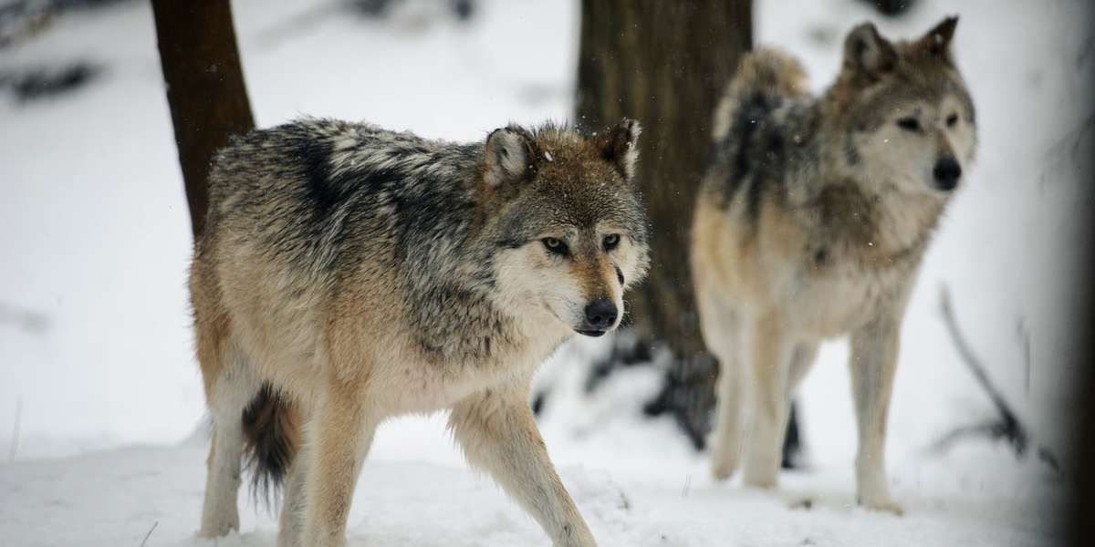 Wolves Are Being 'Accidentally' Killed Off In Alarming Numbers - The Dodo