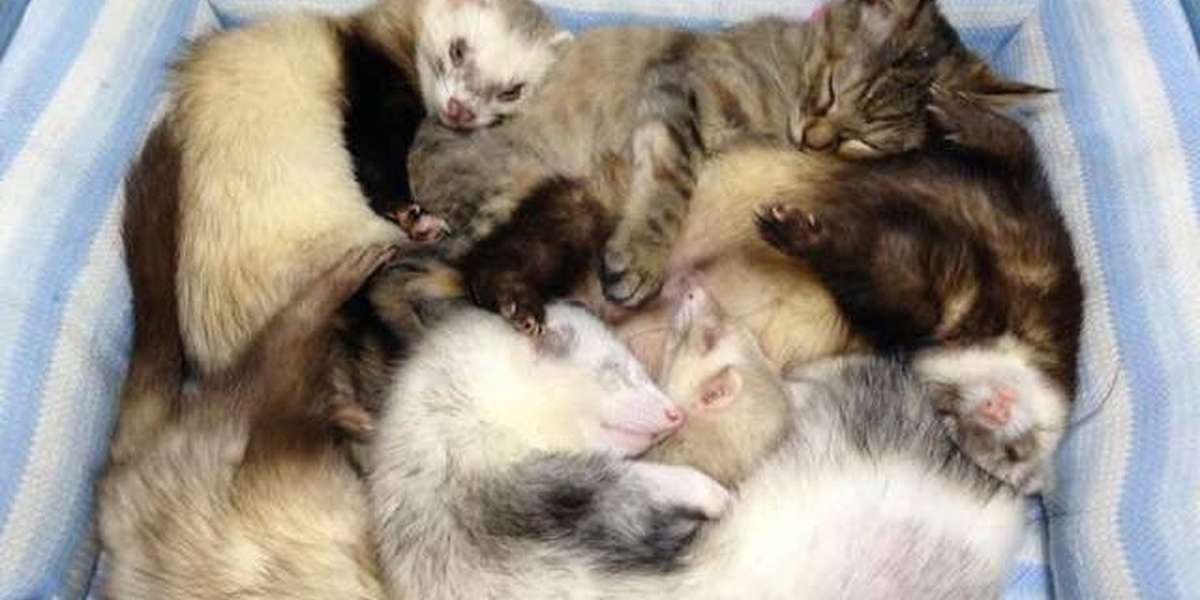 Rescue Kitten Raised By Her 6 Ferret Older Brothers The Dodo