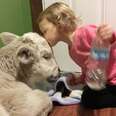 Little Girl Forms The Sweetest Bond With Baby Cow Who Lost Her Mom