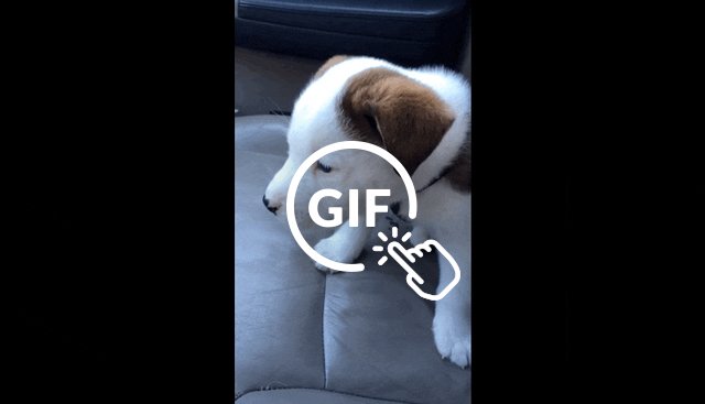 puppy gets hiccups a lot tiny puppy gets scared by his own hiccups tries to bark them away the dodo puppy gets hiccups a lot tiny puppy gets scared by his own hiccups tries to bark them away the dodo