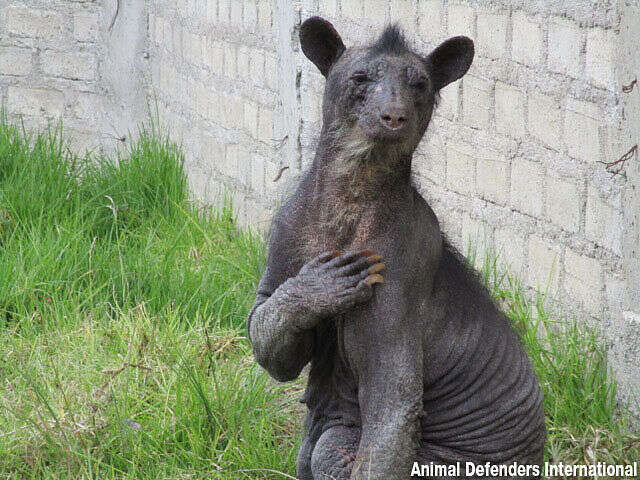 hairless polar bear