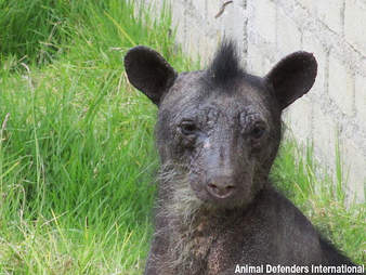 Spectacled bear in Peruvian zoo