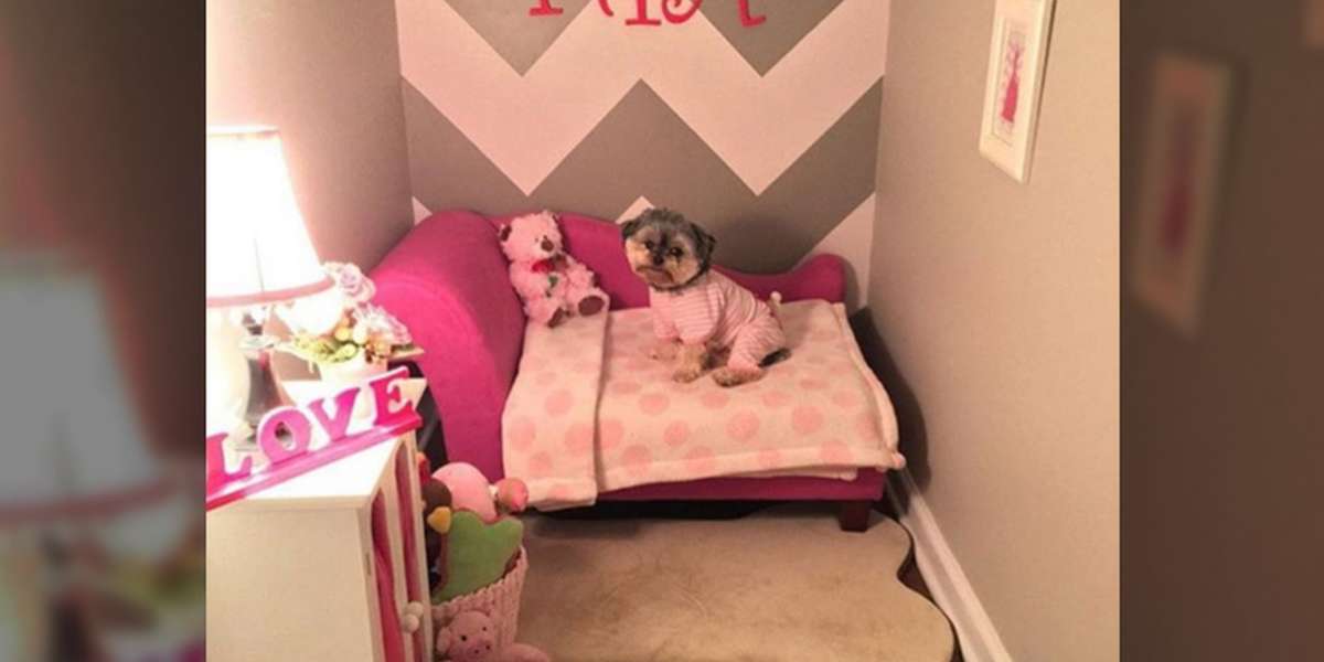 Family Turns Closet Into A Bedroom For Their Dog The Dodo