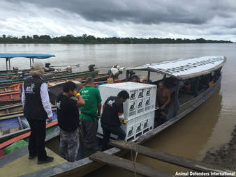 Rescue team transporting an animal