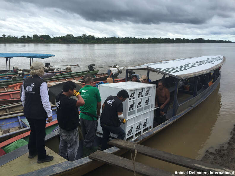 Rescue team transporting an animal