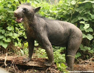 Spectacled bear in her new enclosure in the Amazon
