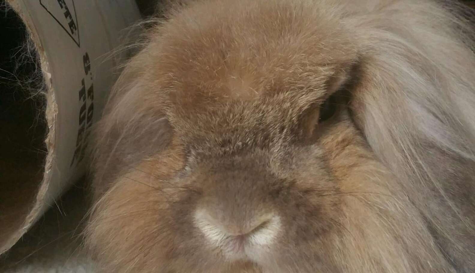 Rabbit Gets Depressed After His Family Returns Him To The Shelter - The ...