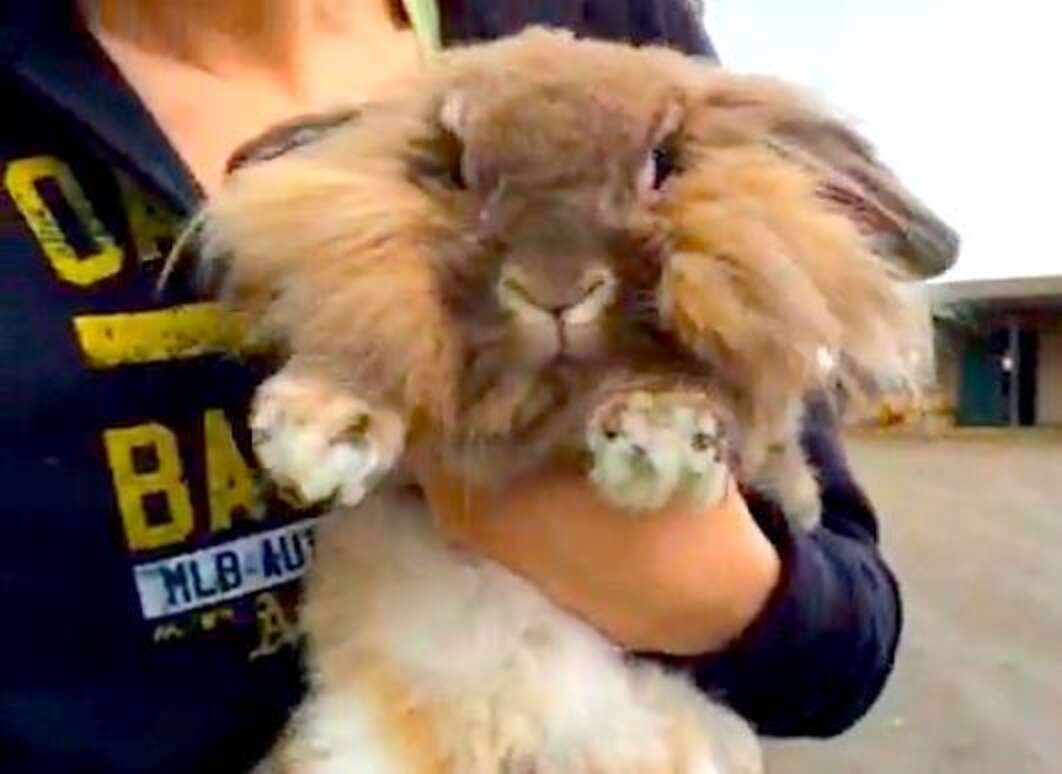 Rabbit Gets Depressed After His Family Returns Him To The Shelter - The ...