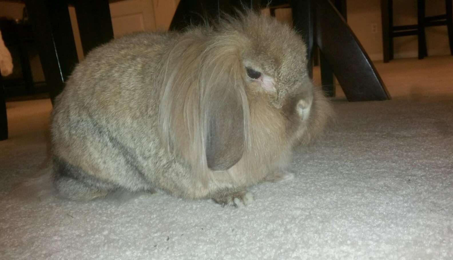 Rabbit Gets Depressed After His Family Returns Him To The Shelter - The ...