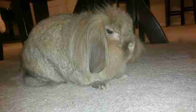 Rabbit Gets Depressed After His Family Returns Him To The Shelter - The ...