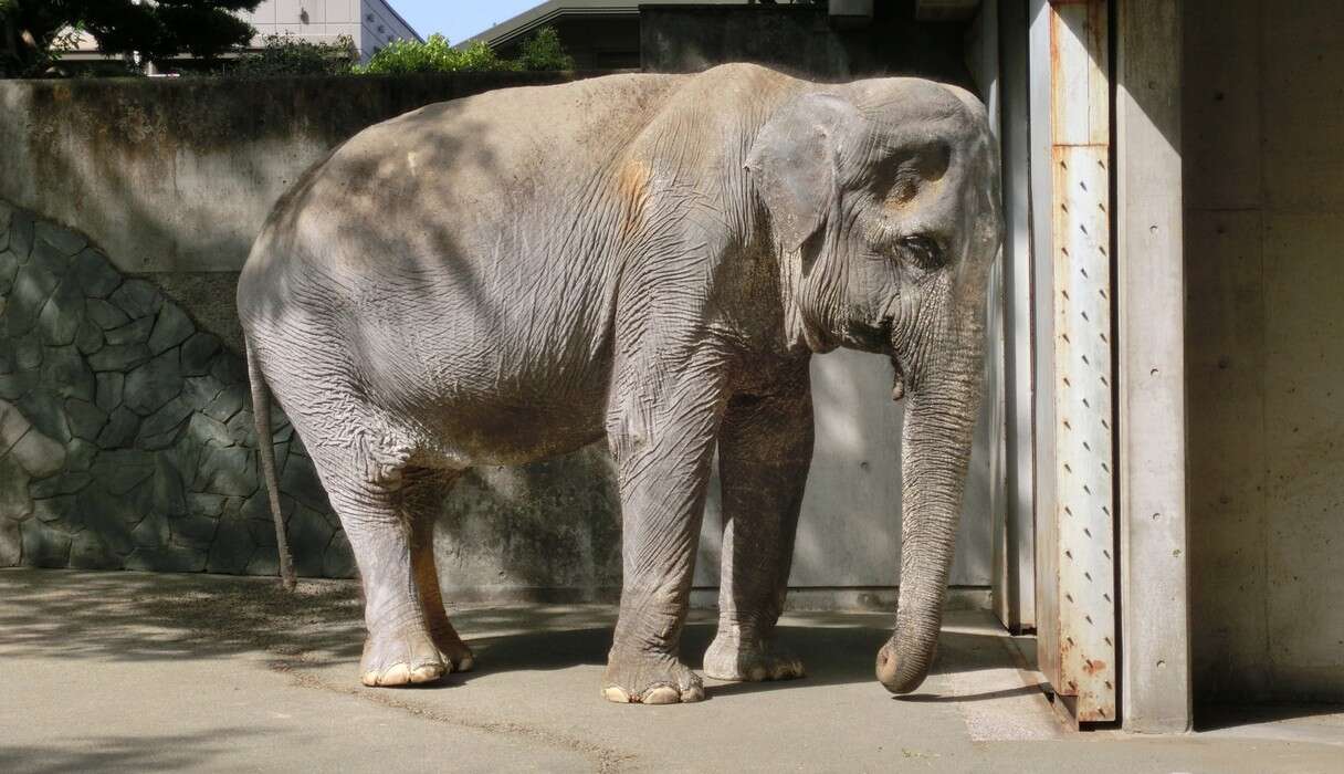 Depressed Elephant Has Been Living In A Concrete Cell For 61 Years - The  Dodo