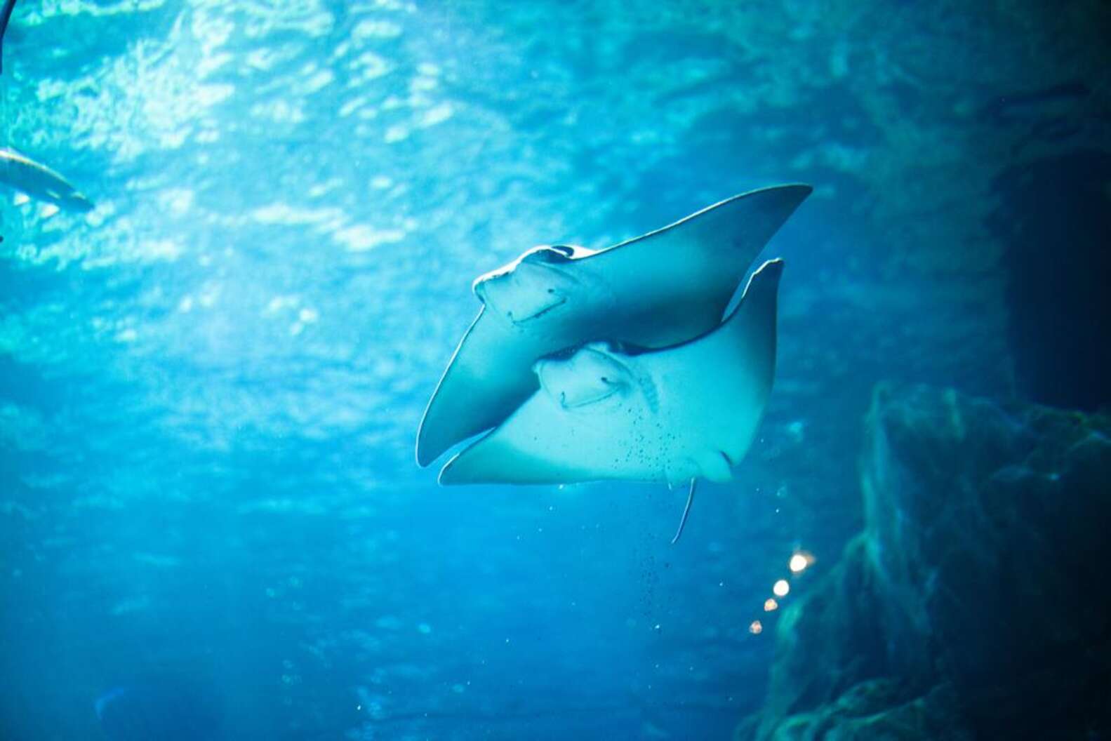 54 Rays Die After Tragic Zoo Accident - The Dodo