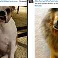 People Are Sending Photos Of Their Pets To The U.S. Government For The Best Reason