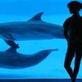Dolphin 'Therapy' And Assisted Childbirth Mask A Sad Reality