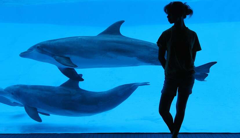 Drama and tension in dolphin mating documentary scene upset child