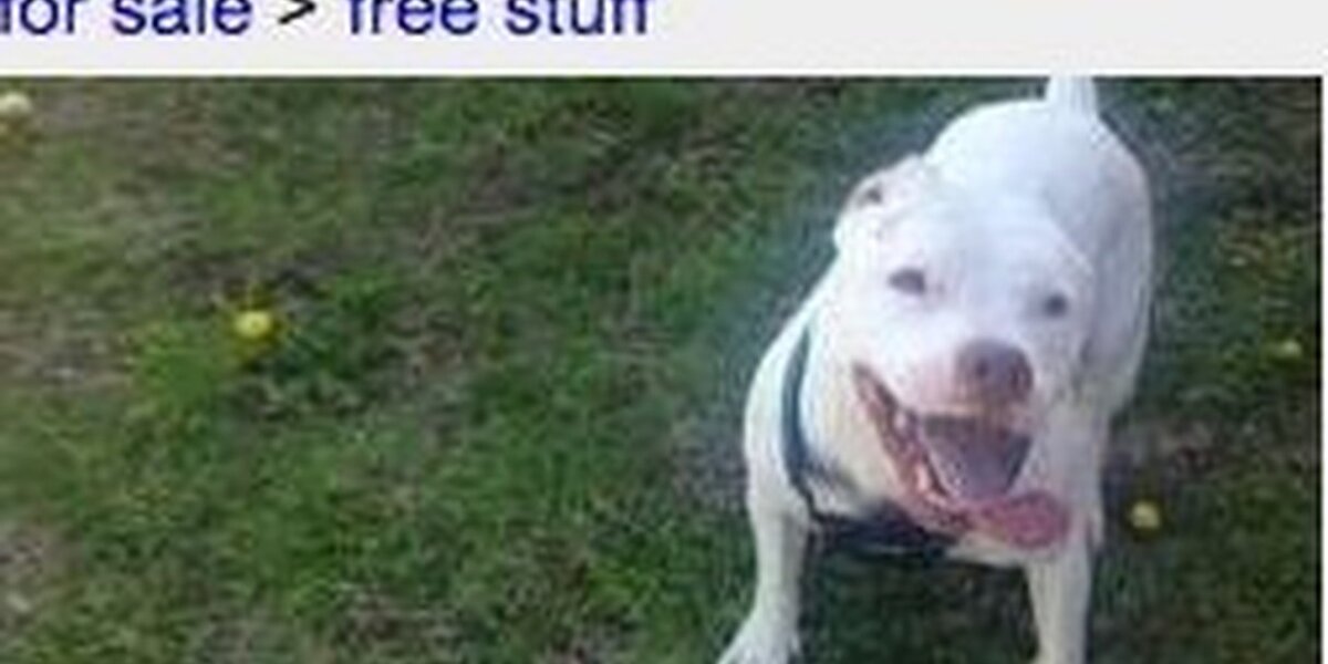 Free animals best sale on craigslist